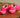 Tênis Valentino Pink PP